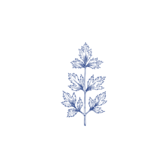 Tuschezeichnung Koriander